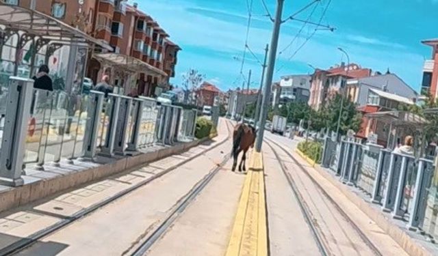 Tramvay Durağında Şaşırtan Görüntü: Rayların Üzerinde Başıboş At
