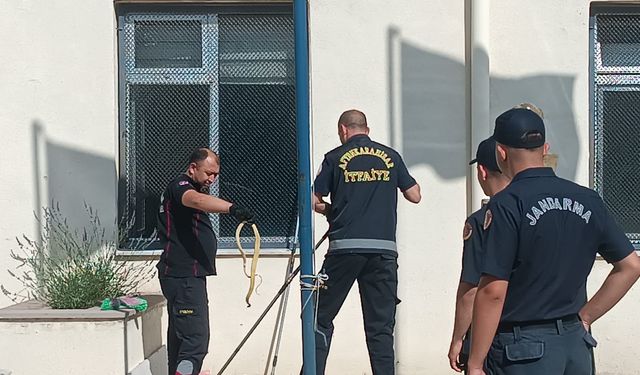 Ayon'da Cezaevi'ne Yılan Girdi, İtfaiye Müdahale Etti