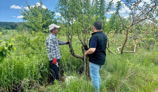 Afyon'da meyve bahçelerinde bitki sağlığı denetimi: Verim ve kalite kayıplarının önlenmesi hedefleniyor