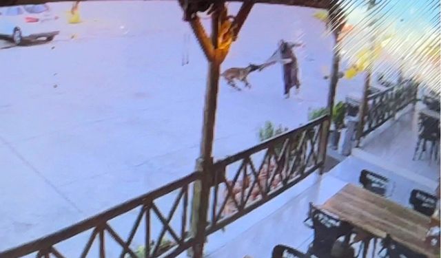 Afyon Dazkırı'da dehşet: Tekmelere aldırmayan başıboş köpek kadının kolunu kopardı!
