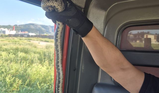 Afyon'da evde yılan paniği: Gören şok oldu!