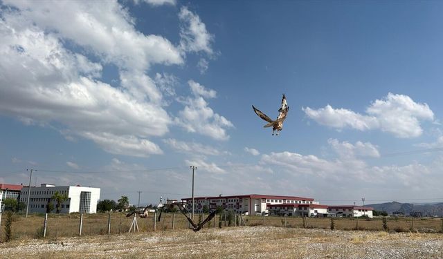 Afyon'da tedavisi tamamlanan kuşlar doğaya salındı: Kerkenez, şahin, doğan, kartal...