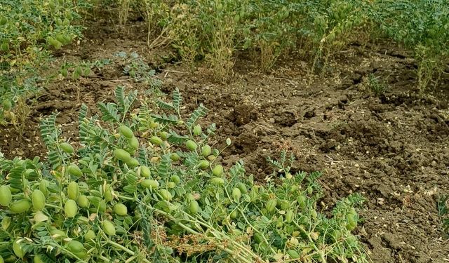 Afyon'da ekilen yeni nohut çeşidi şaşırttı: Farklı iklimde bile yüksek performans