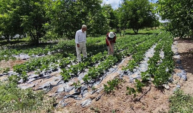 Kütahya’da Nohut ve Barbunya Üretiminde Yüzler Gülüyor: Verim Beklentisi Açıklandı