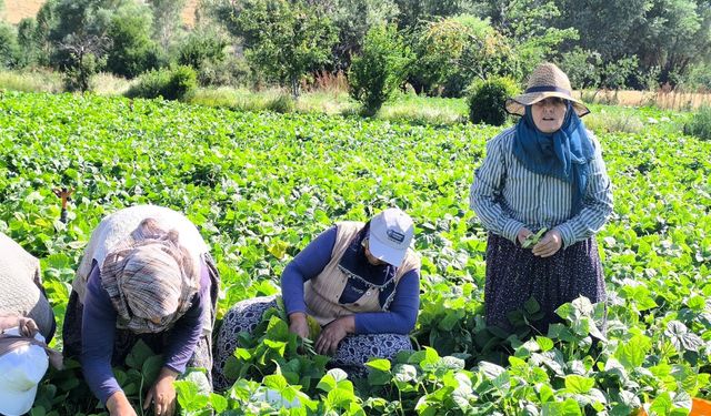 Kavurucu sıcağa rağmen hasat sürüyor: Şuhut'ta fasulye sezonu başladı