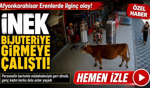 Afyon’da ilginç anlar: İnek bijuteriye girmeye çalıştı