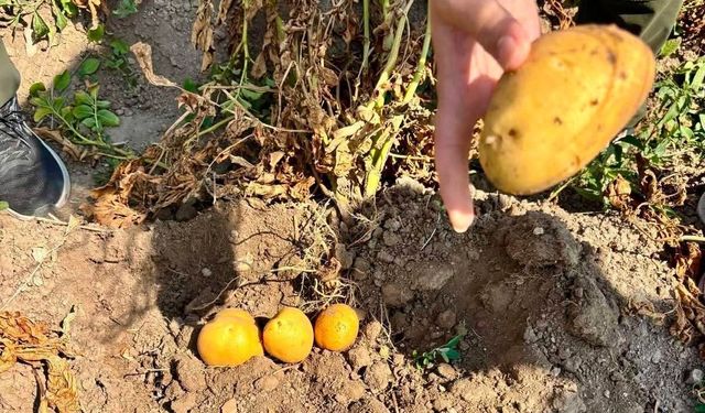 Afyon'da Patates Tarlalarında Saha Kontrolleri Sürüyor