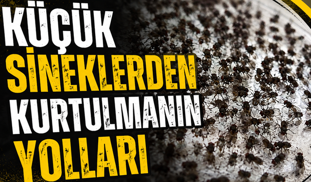 Küçük sineklerden kurtulmanın yolları