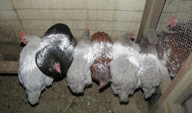 Tavuk biti nedir, nasıl anlaşılır? Kümesi istila eden küçük tehlike