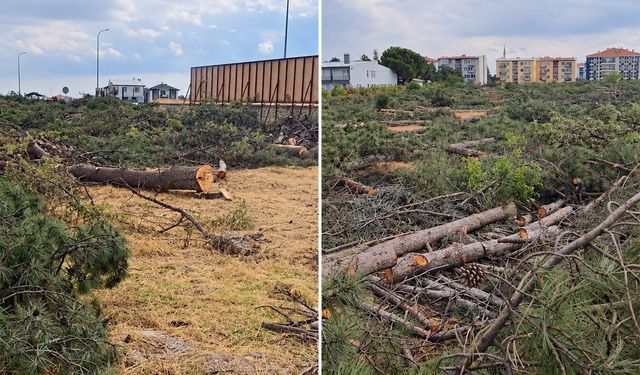 ‘Doğa’dan özür diliyoruz: 200 değil 800 ağaç katledilmiş, 18 değil 40 villa yapılacakmış!’