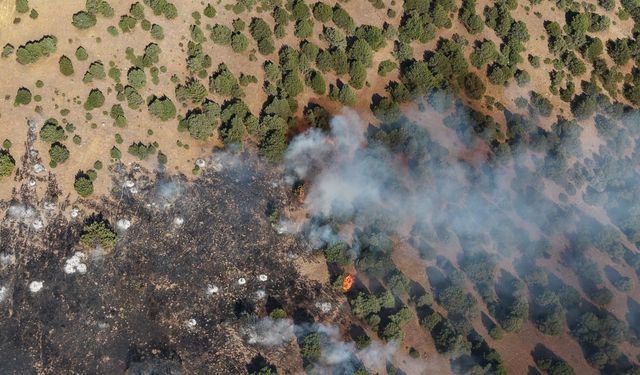 Afyon’da orman yangını: Ağaçlar zarar gördü!