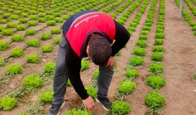 Afyon Bolvadin'de tarım eğitimi yerinde incelendi: Öğrencilerin uygulamalı çalışmaları takdir topladı