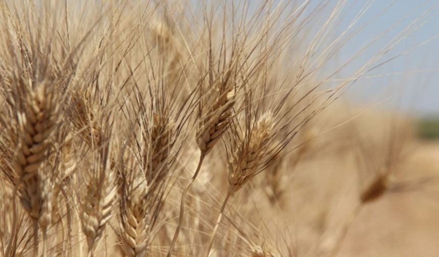 Yüz binlerce çiftçiyi ilgilendiriyor: Arpa ve buğday alım fiyatlarını açıkladı