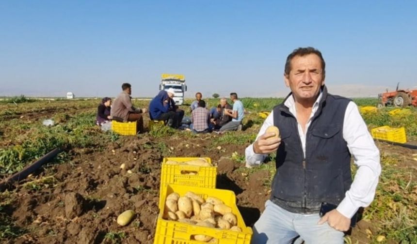 Afyon'da 2 belde 16 köyün yüzü gülüyor: Toprak anadan 150 bin ton patates bekliyorlar!
