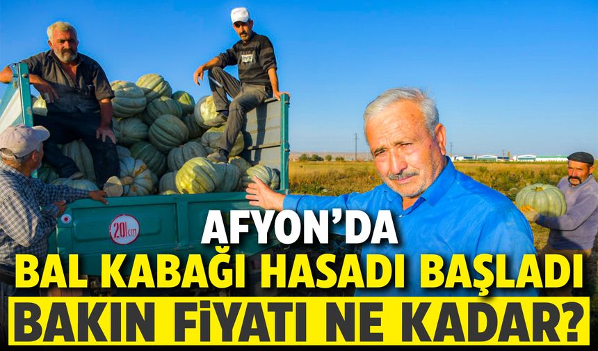 Afyon'da bal kabağı hasadı başladı:  bakın fiyatı ne kadar