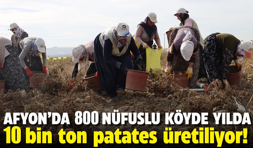 Afyon'da 800 nüfuslu köyde yılda 10 bin ton patates üretiliyor