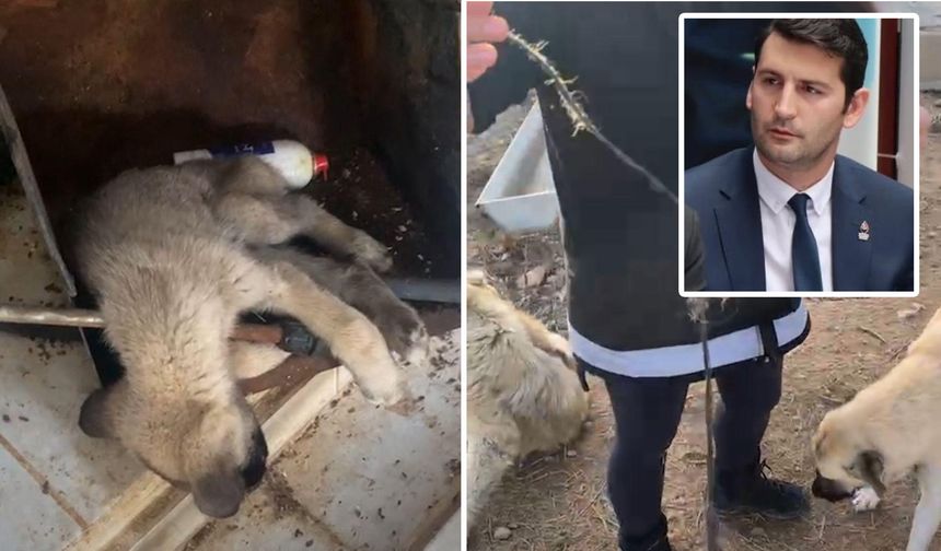 Zafer Partisi’nden Dinar’daki köpek katliamı iddiaları ile ilgili açıklama