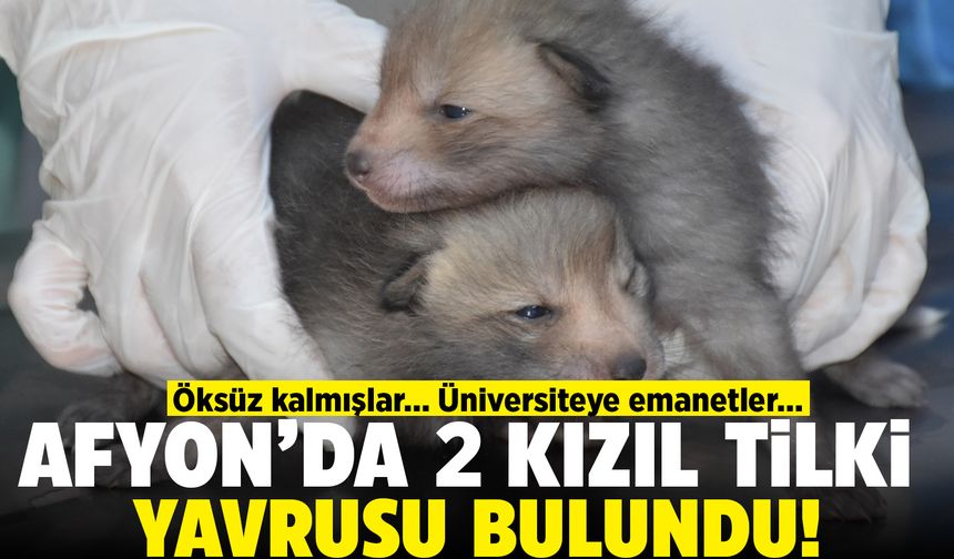 Afyon’da iki kızıl tilki yavrusu bulundu: Öksüz kalmışlar!