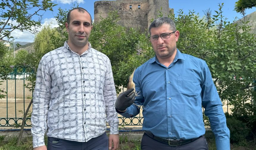 Erzurum'da soyu tükenme tehdidi altındaki "Bayağı Balaban" türü kuş yaralanmış halde keşfedildi