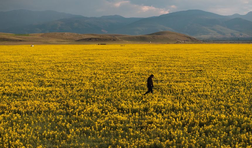 Afyon'da Eber Sarısı çiçek açtı