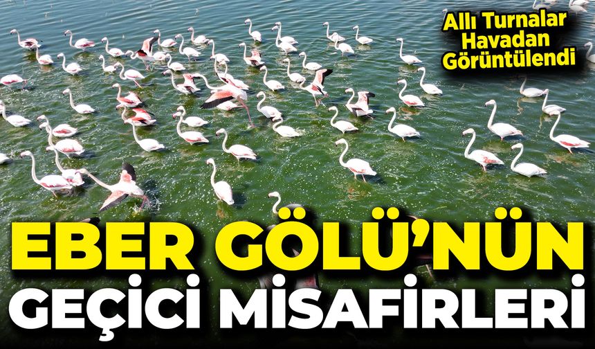 Eber Gölü’nün Geçici Misafirleri: Allı Turnalar Havadan Görüntülendi