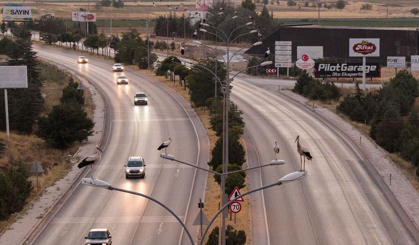 Afrika'dan göç eden leylekler Afyon'da mola verdi