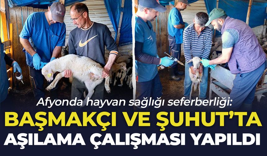 Afyonda hayvan sağlığı seferberliği: Başmakçı ve Şuhut'ta aşılama ve küpeleme çalışması yapıldı