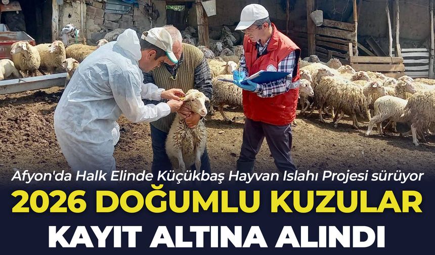 Afyon'da Halk Elinde Küçükbaş Hayvan Islahı Projesi devam ediyor: 2026 doğumlu kuzular kayıt altına alındı