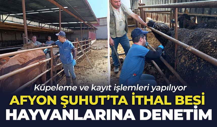 Afyon Şuhut’ta ithal besi hayvanlarına denetim: Küpeleme ve kayıt işlemleri yapılıyor