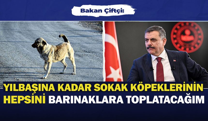 Bakan Çiftçi: “Yılbaşına kadar sokak köpeklerinin hepsini barınaklara toplatacağım”