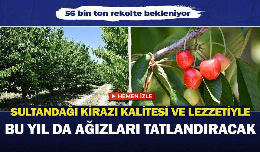 Sultandağı kirazı kalitesi ve lezzetiyle bu yıl da ağızları tatlandıracak: 56 bin ton rekolte bekleniyor
