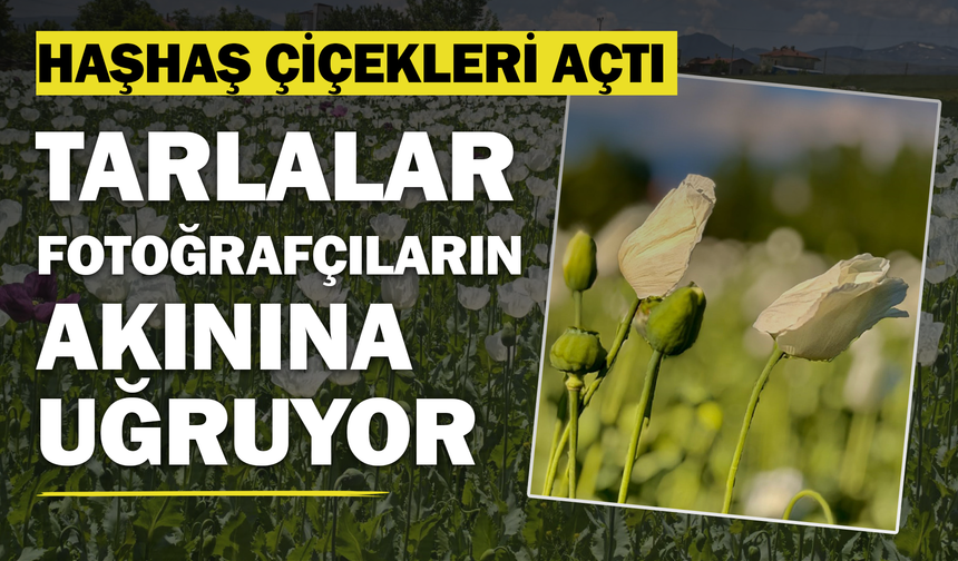 Haşhaş Çiçekleri Açtı, Tarlalar Fotoğrafçıların Akınına Uğruyor