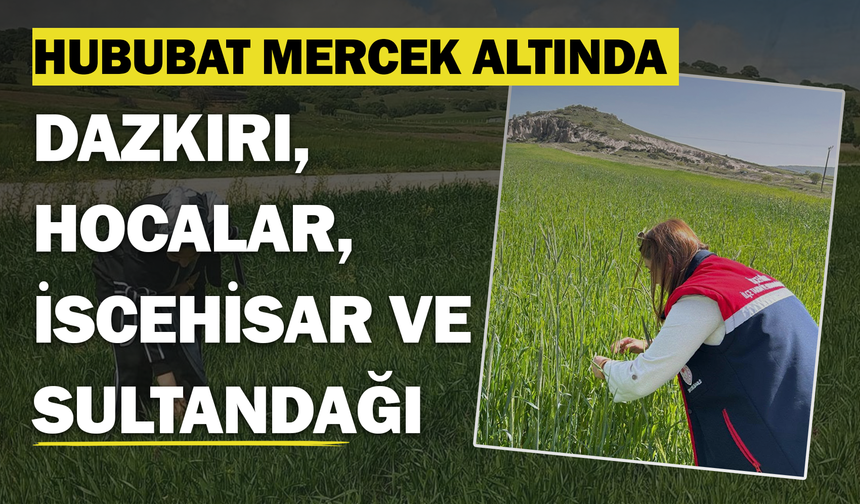 Dazkırı, Hocalar, İscehisar ve Sultandağı'nda Hububat Tarlaları Mercek Altında
