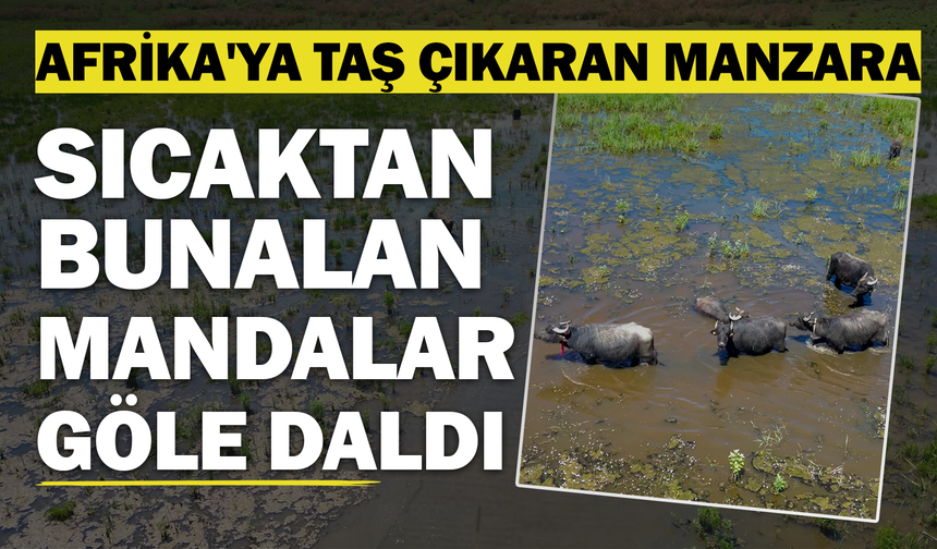 Afrika'ya Taş Çıkaran Manzara: Sıcaktan Bunalan Mandalar Eber Gölü'ne Akın Etti