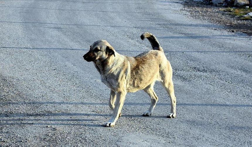 Bakan Çiftçi: “Yılbaşına kadar sokak köpeklerinin hepsini barınaklara toplatacağım”