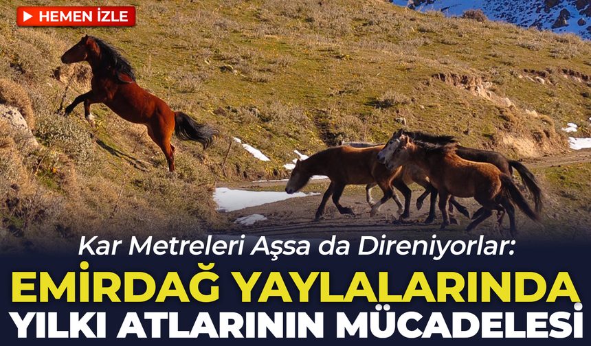 Kar Metreleri Aşsa da Direniyorlar: Emirdağ Yaylalarında Yılkı Atlarının Mücadelesi