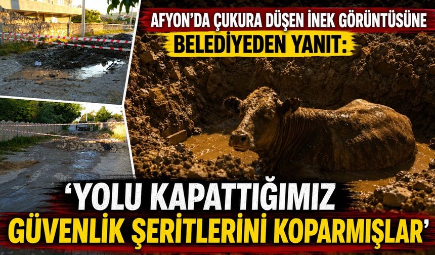 Afyon’da çukura düşen inek görüntüsüne belediyeden yanıt: “Yolu kapattığımız güvenlik şeritlerini koparmışlar”