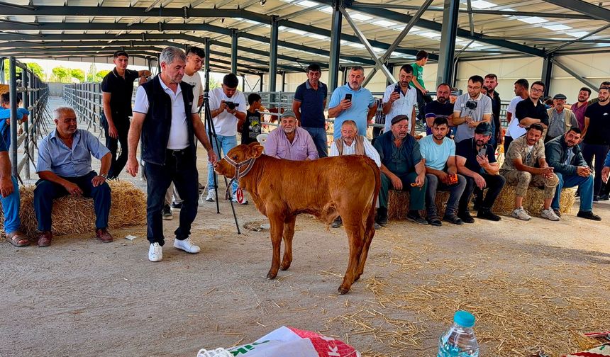 Afyon’da yılın en güzel buzağısı seçildi: Şampiyon henüz 40 günlük