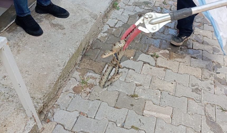 Afyon’da yılan paniği: Eve giren yılan için itfaiye seferber oldu