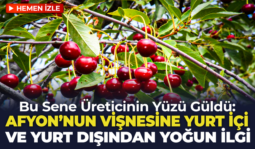 Afyon'un Vişnesine Yurt İçi ve Yurt Dışından Yoğun Talep: Bu Sene Üreticinin Yüzü Güldü