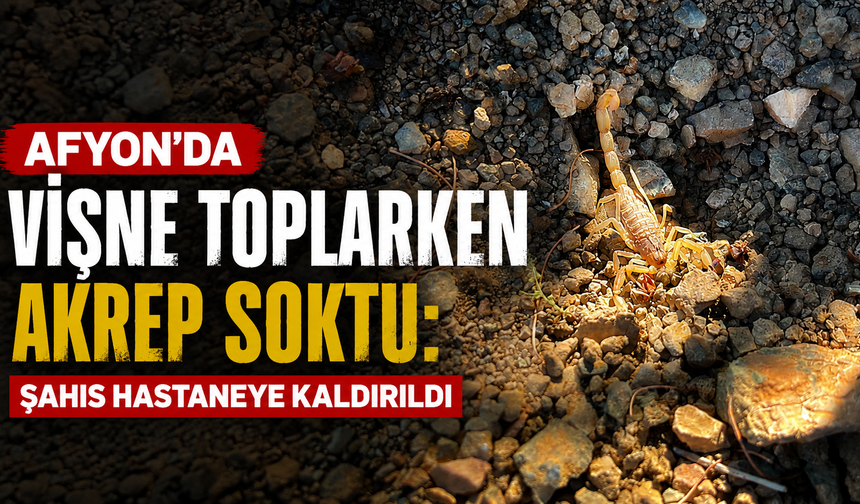 Afyon’da vişne toplarken akrep soktu: Şahıs hastaneye kaldırıldı
