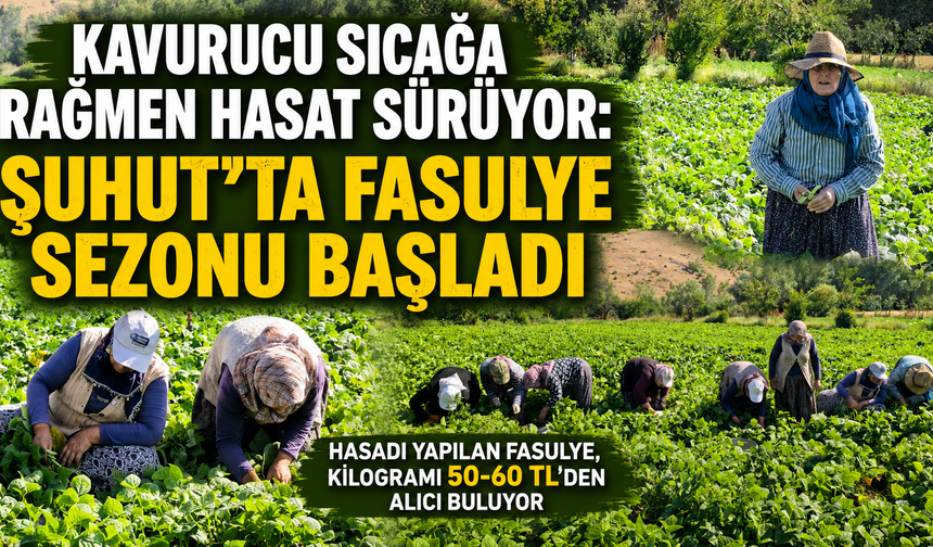 Kavurucu sıcağa rağmen hasat sürüyor: Şuhut'ta fasulye sezonu başladı