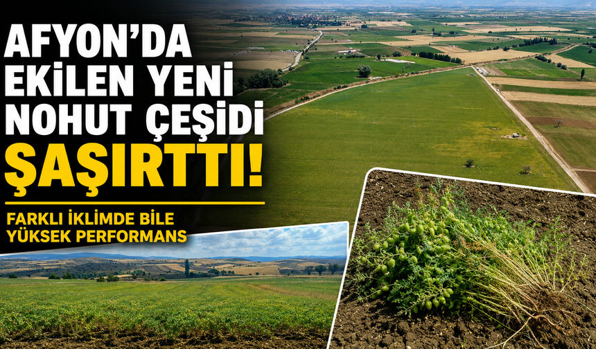 Afyon'da ekilen yeni nohut çeşidi şaşırttı: Farklı iklimde bile yüksek performans