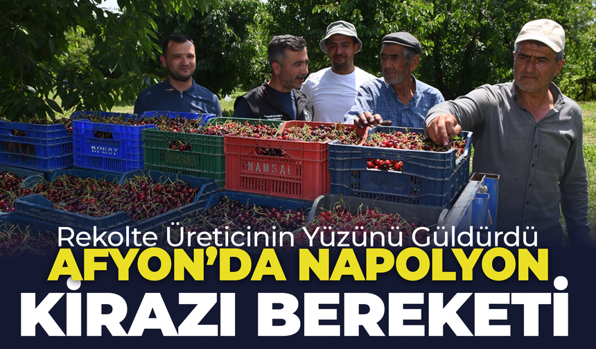 Afyon'da Napolyon Kirazı Bereketi: Rekolte Üreticinin Yüzünü Güldürdü