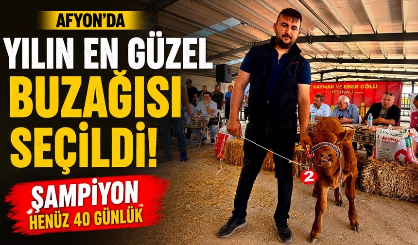 Afyon’da yılın en güzel buzağısı seçildi: Şampiyon henüz 40 günlük