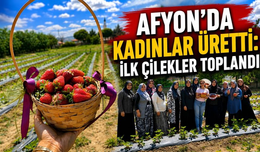 Afyon'da kadınlar üretti: İlk çilekler toplandı