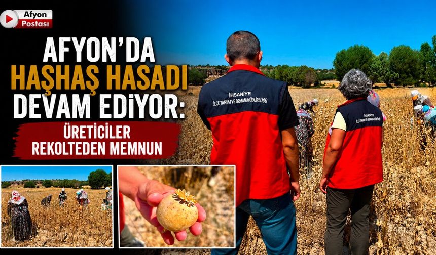 Afyon'da haşhaş hasadı devam ediyor: Üreticiler rekolteden memnun