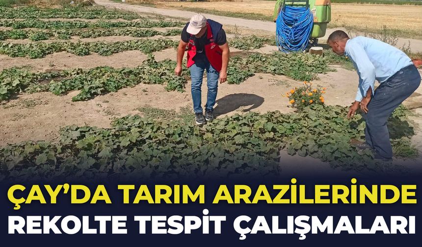Afyon Çay’da tarım arazilerinde rekolte tespit çalışmaları sürüyor