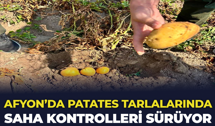 Afyon'da Patates Tarlalarında Saha Kontrolleri Sürüyor