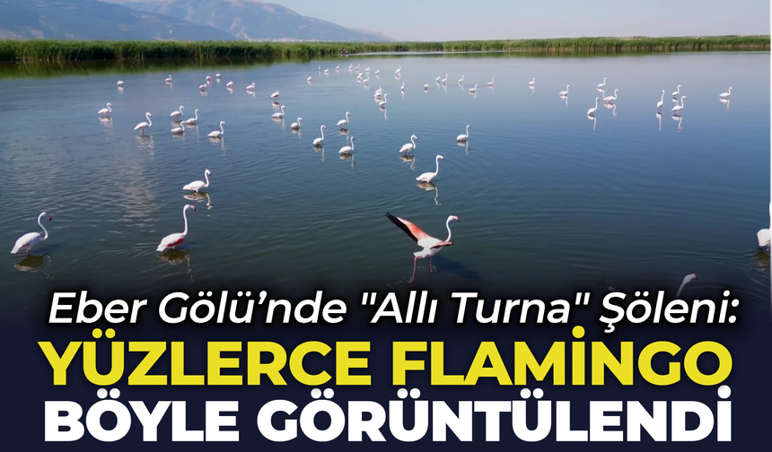 Eber Gölü’nde "Allı Turna" Şöleni: Yüzlerce Flamingo Böyle Görüntülendi